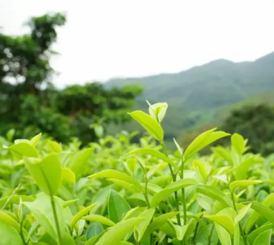 貴州綠茶
